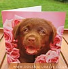 Help Chocolate Labrador Rachael Hale Greetings Card Dozer
